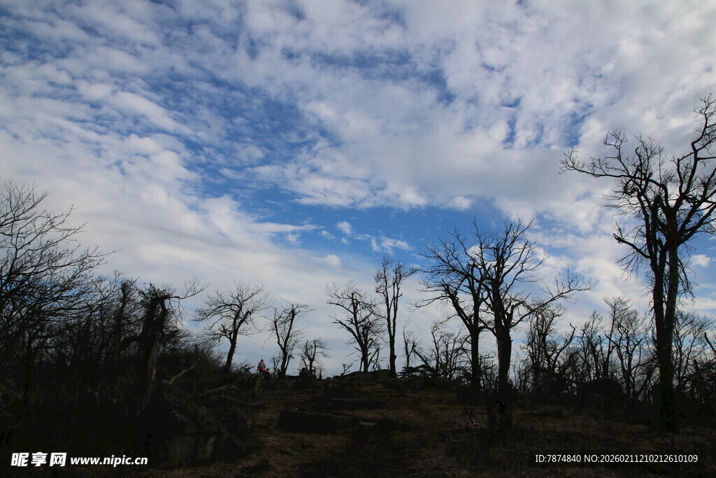 枯树林上空的蓝天白云
