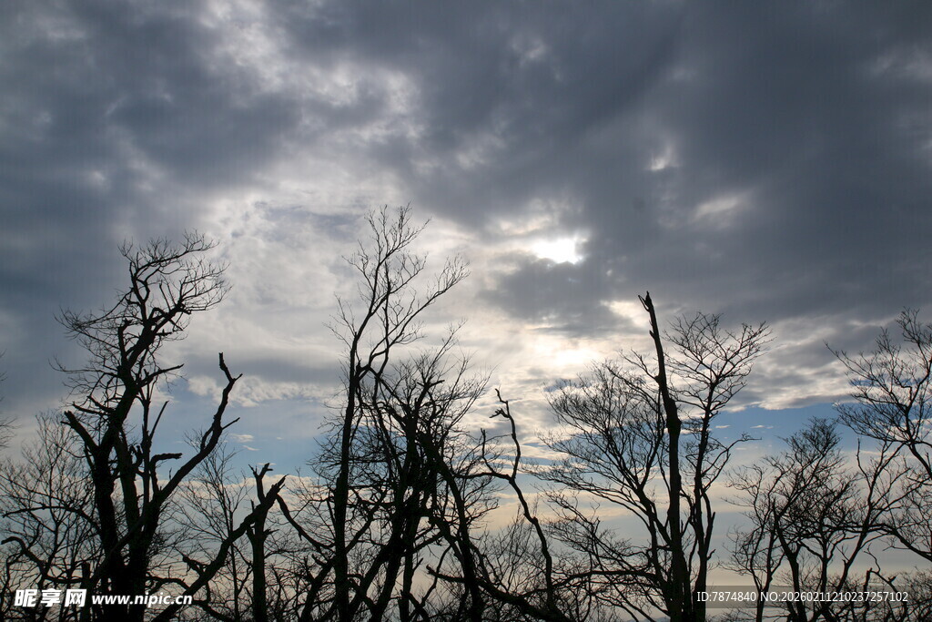 枯树映衬下的阴沉天空