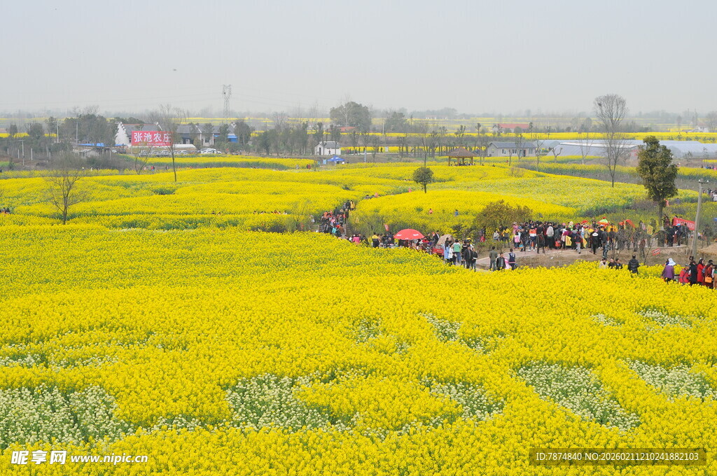 春日油菜花海游人赏景