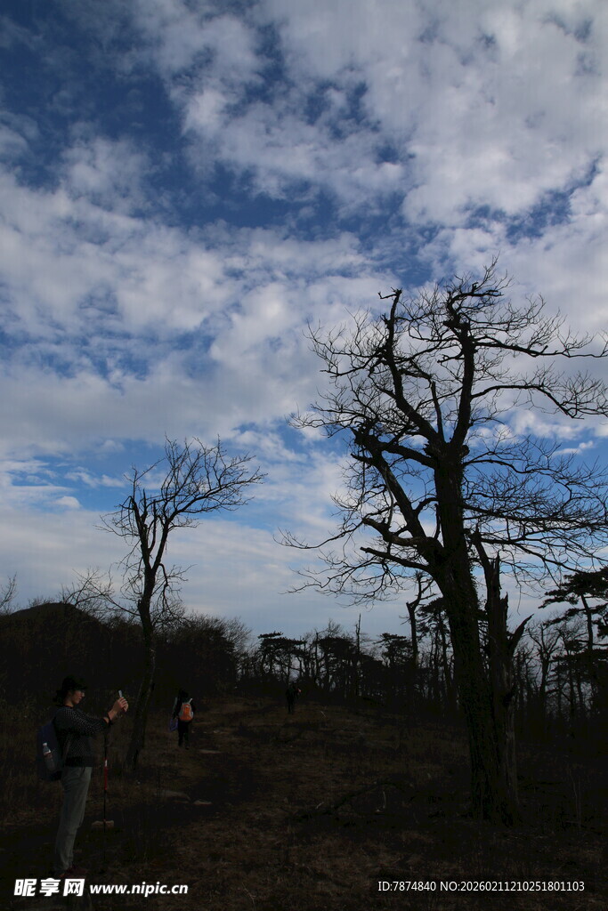 旷野枯树与蓝天白云