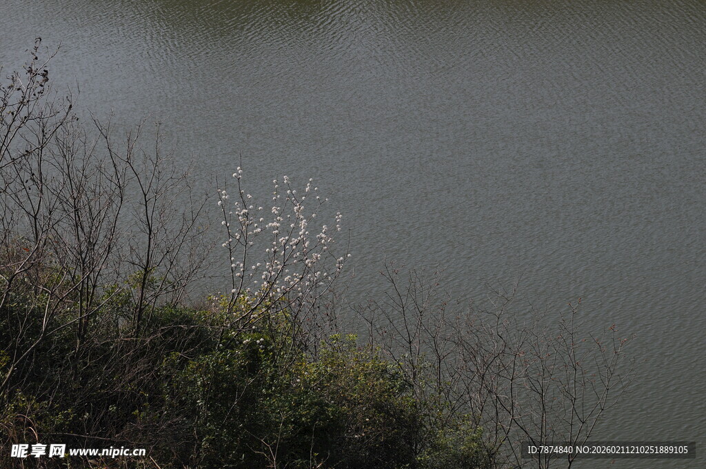 湖畔草木与静谧水面