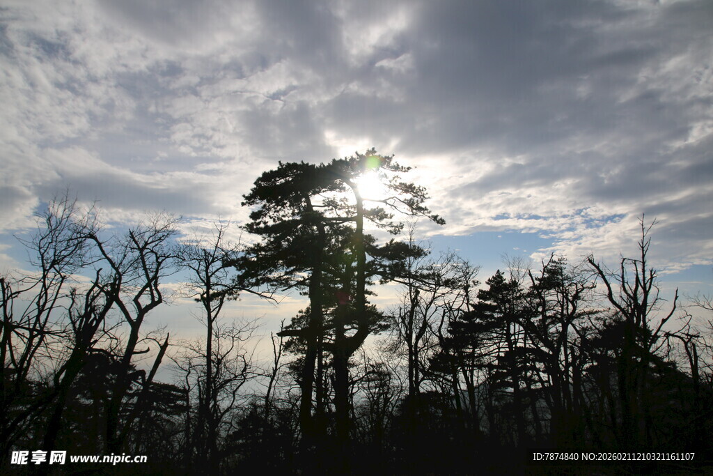 阳光穿透树林的自然美景