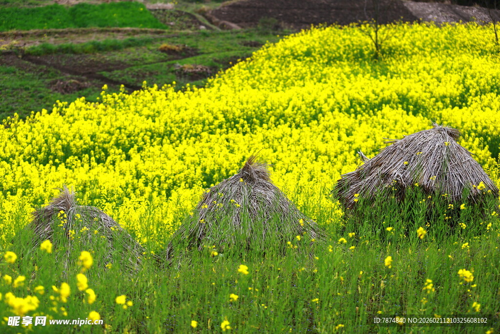 春日田野中的金黄花海