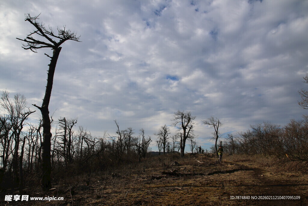 荒凉枯木景观