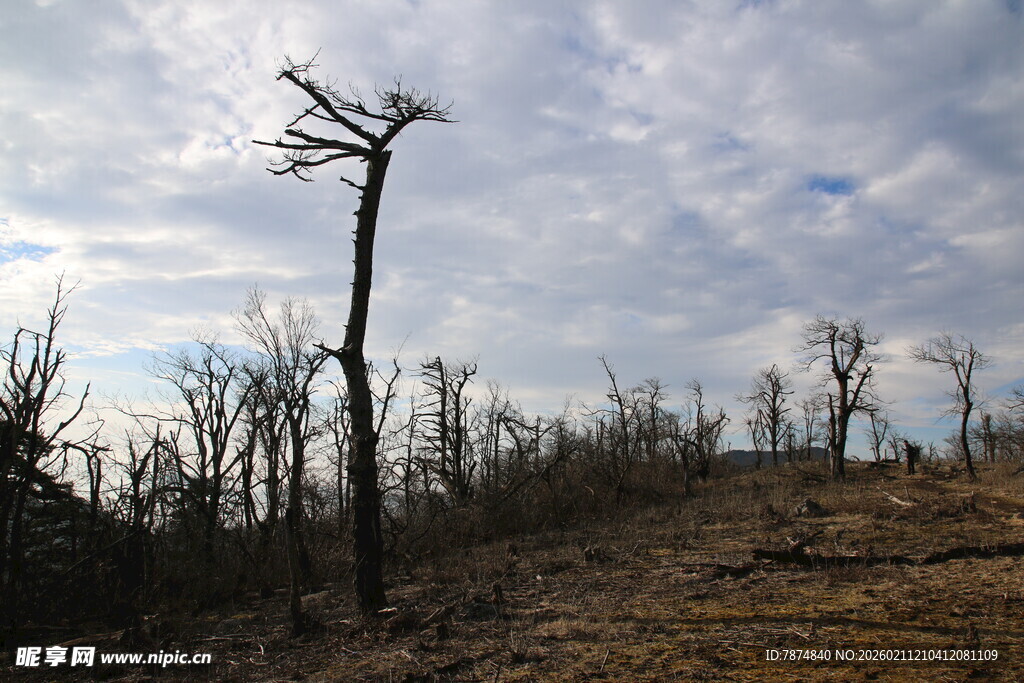 荒芜之地的枯树景象