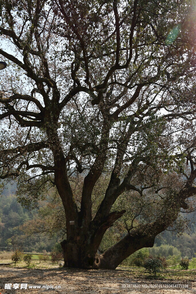 古老繁茂的大树