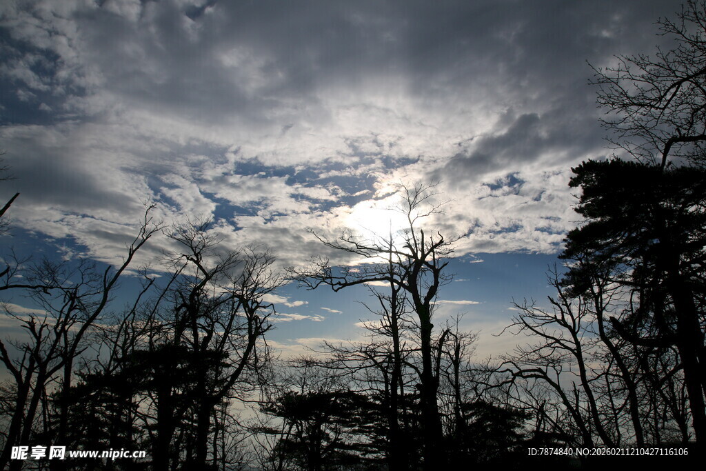 云遮日光下的树木景象