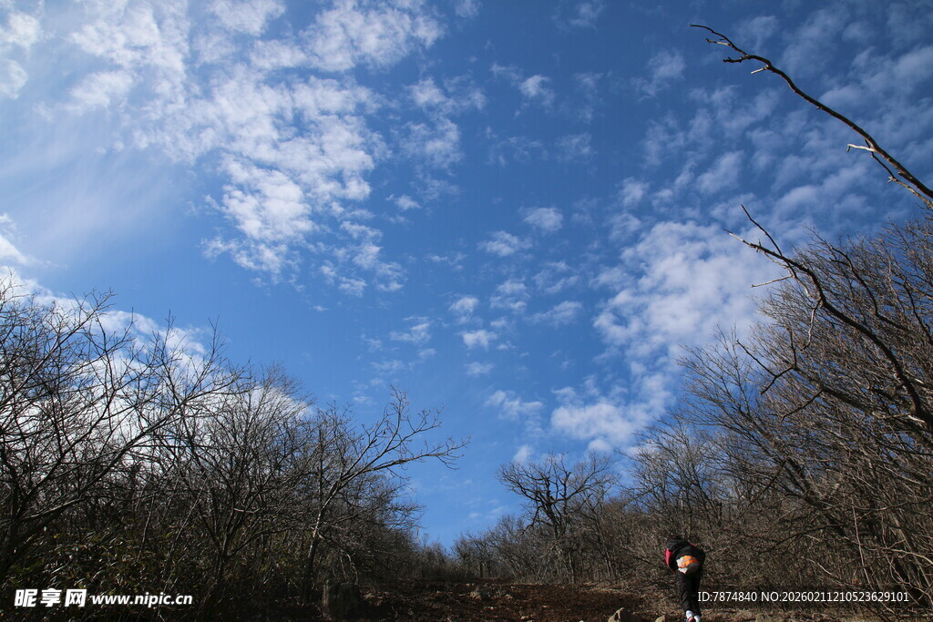 蓝天枯枝下的户外景象