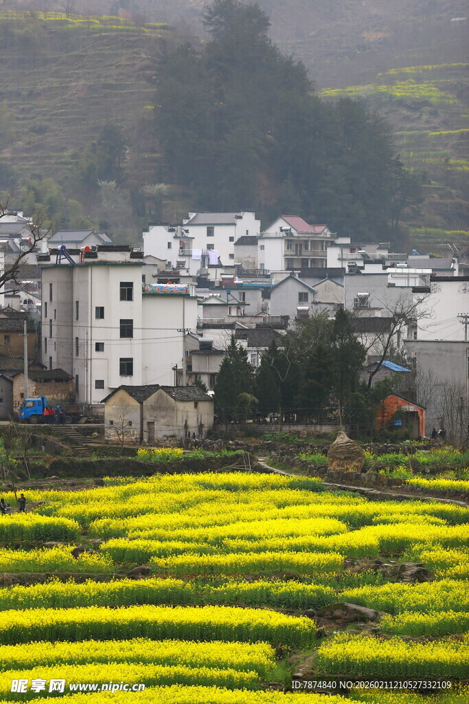 春日乡村油菜花田美景