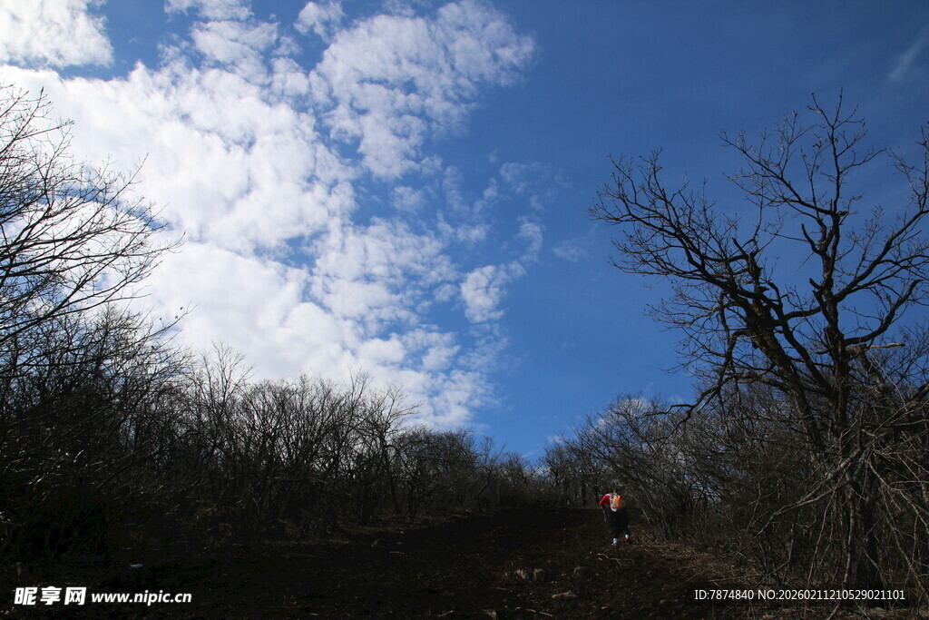 蓝天之下的树林景象