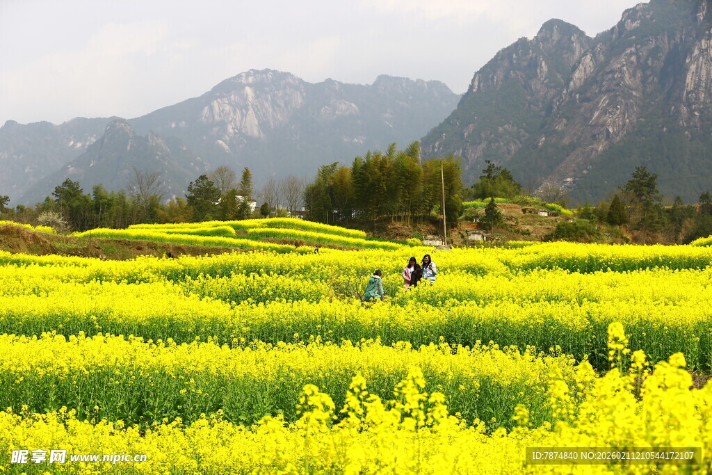 春日油菜花海中的独行者