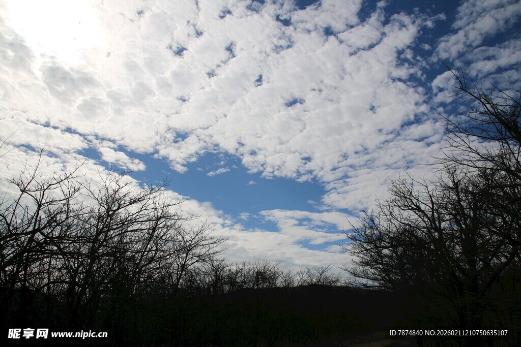 蓝天白云下的稀疏树木景