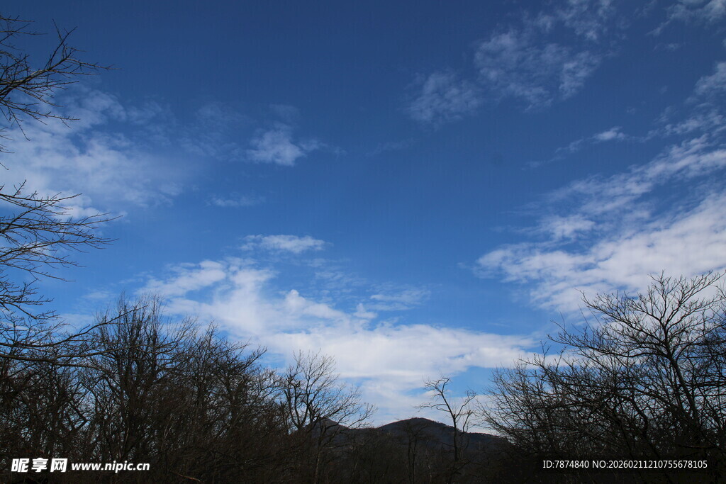 蓝天枯枝风景图