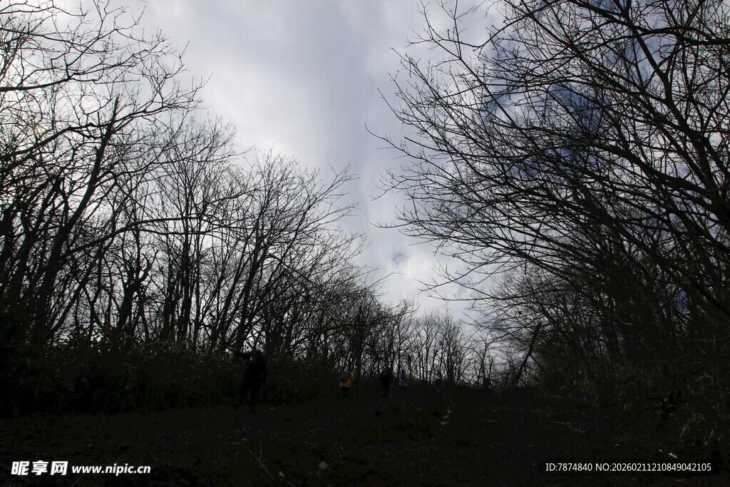 林间小道 阴沉天空下的静谧