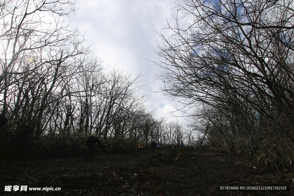 冬日荒野枯树林景象