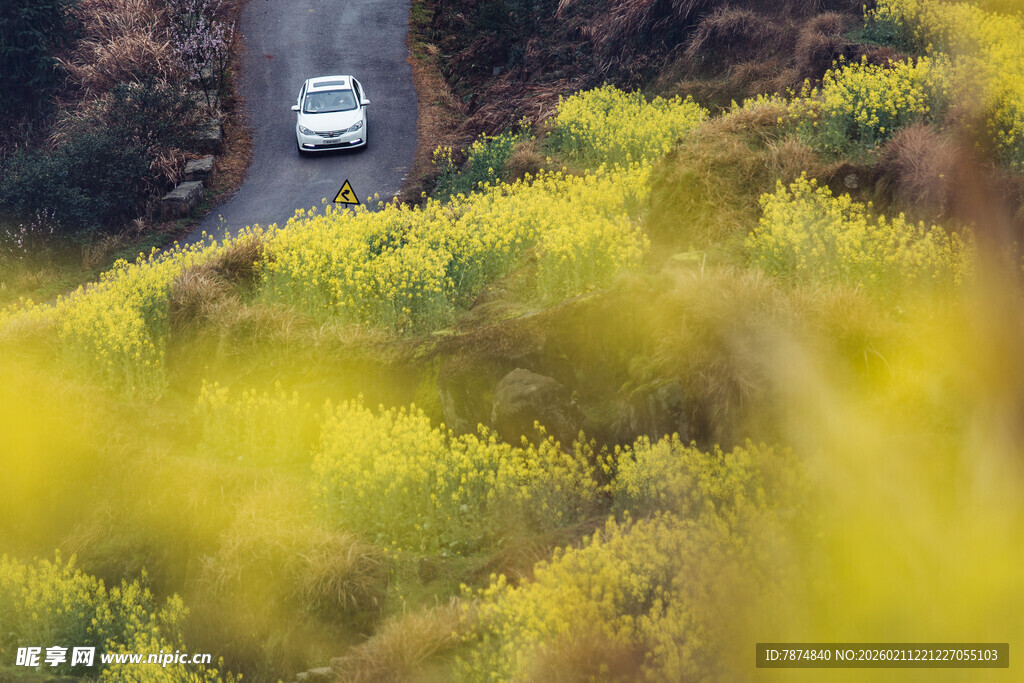 婺源山间公路旁绽放的灿烂黄花