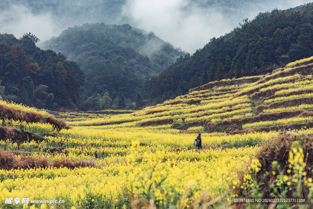婺源山间油菜梯田美景