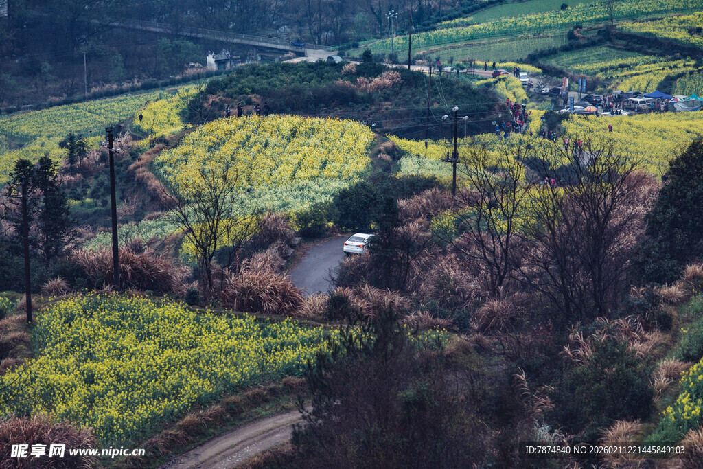 田园风光中的多彩田野