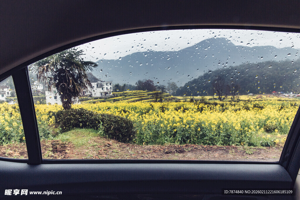 车中赏窗外金黄花田美景