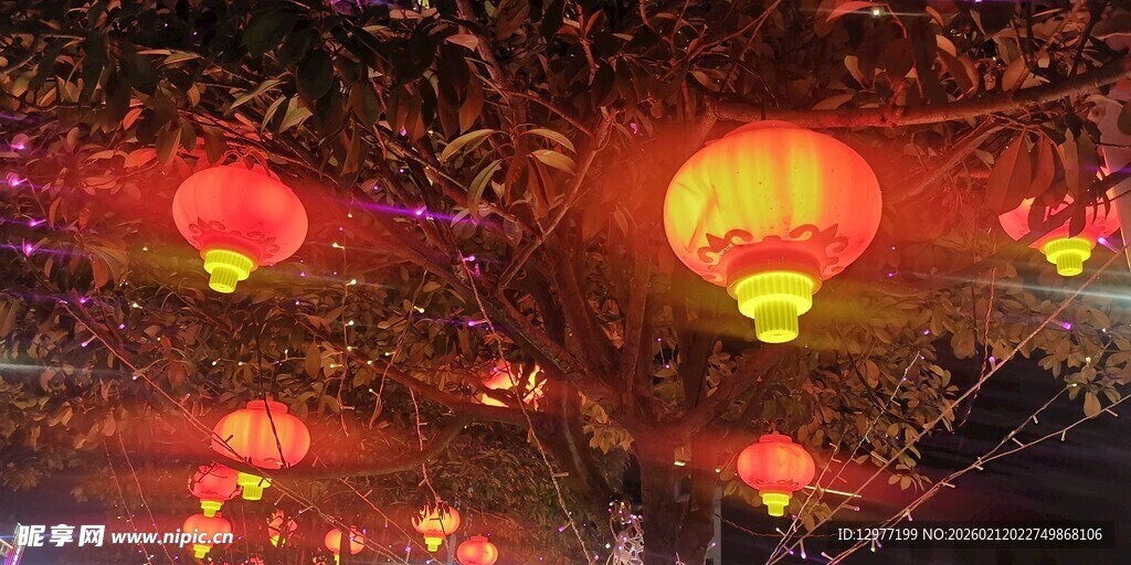 树上悬挂的喜庆红灯笼