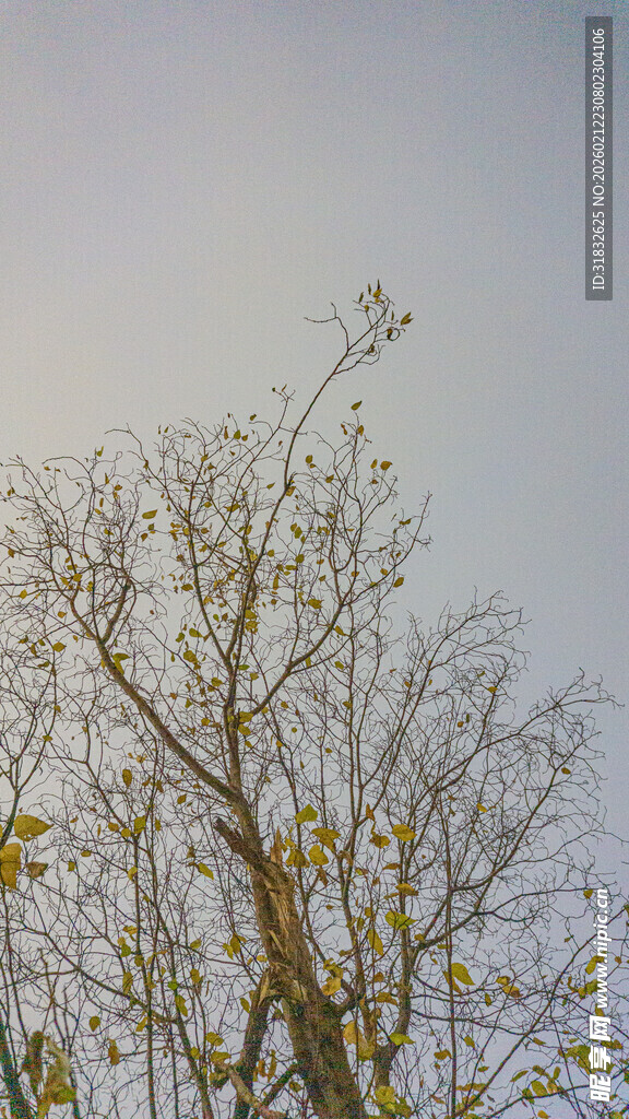 枝头无叶显萧瑟