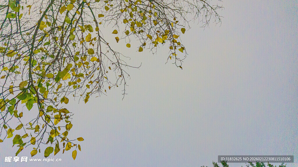 枝头黄叶映淡蓝天