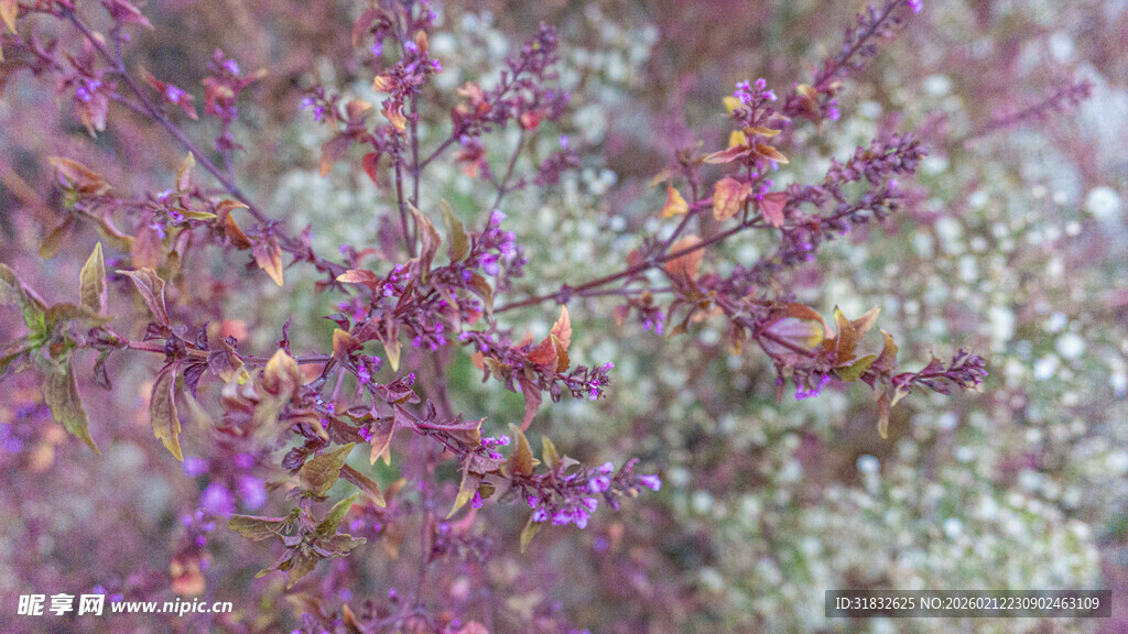 绚丽多彩的微观植物结构