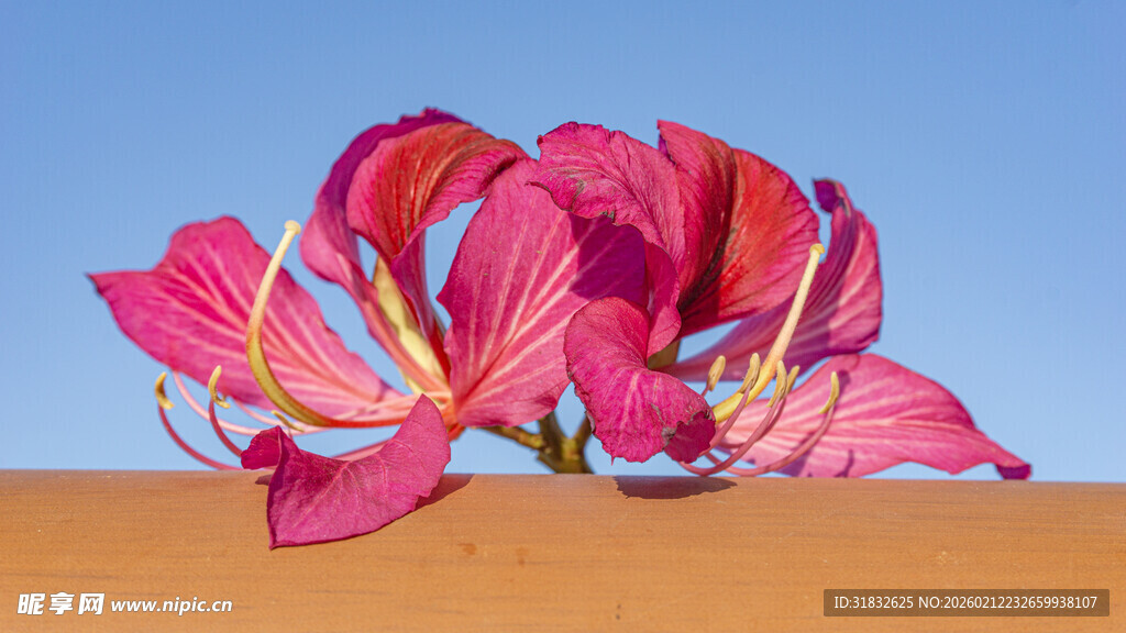 洋紫荆 梦幻粉色花朵艺术插画