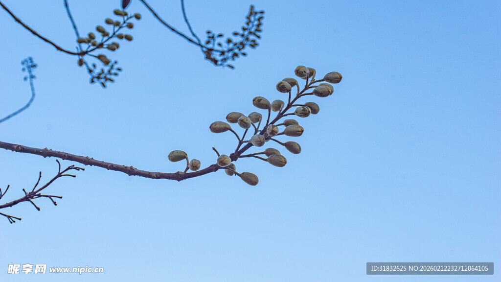 蓝天树枝下的别致果穗