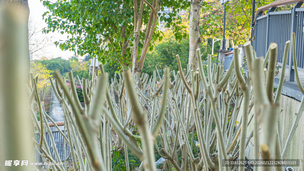 户外干枯植物景象