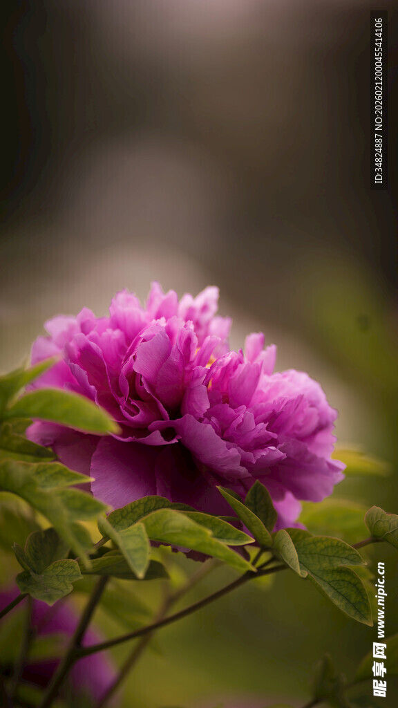 娇艳绽放的紫色牡丹花