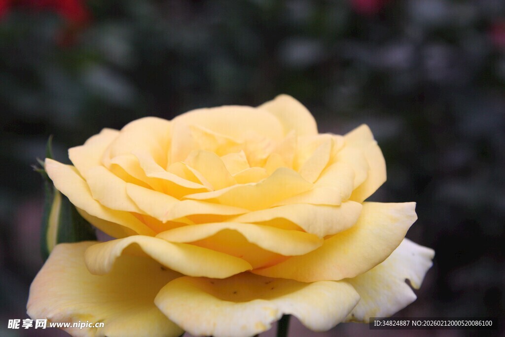 黄色娇艳玫瑰特写