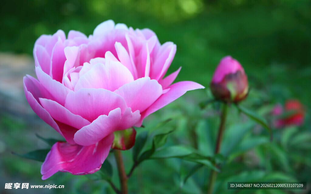 娇艳盛开的粉色牡丹花