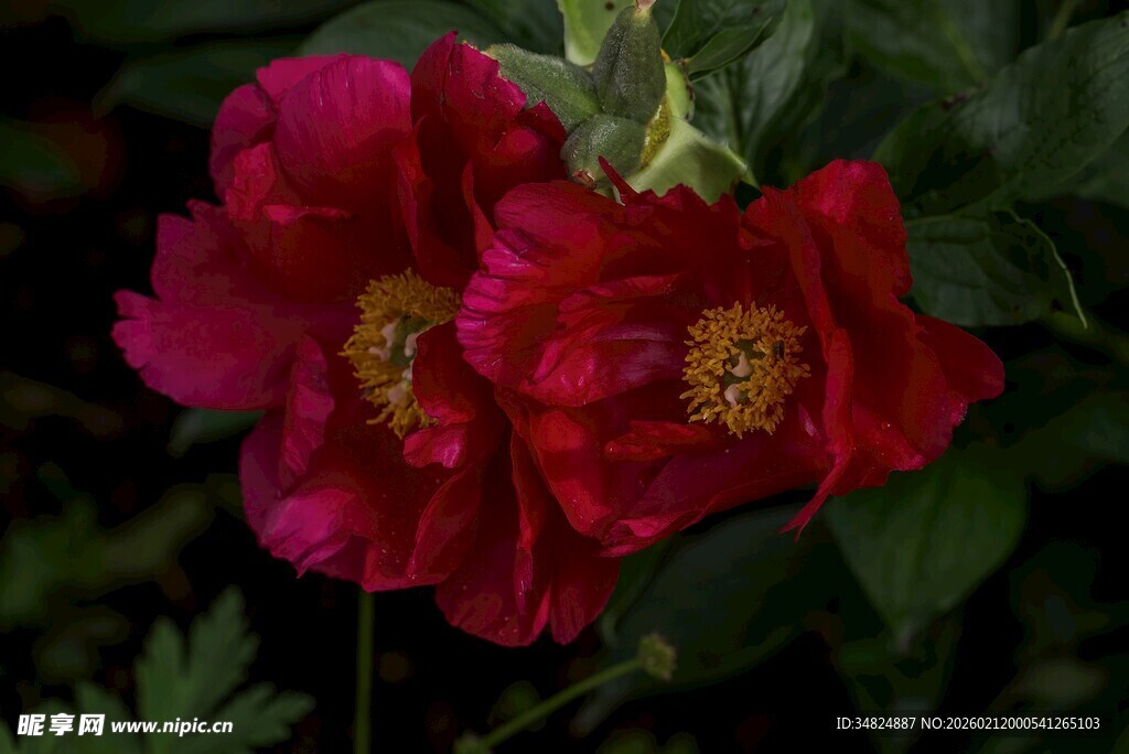 两朵艳丽红牡丹绽放