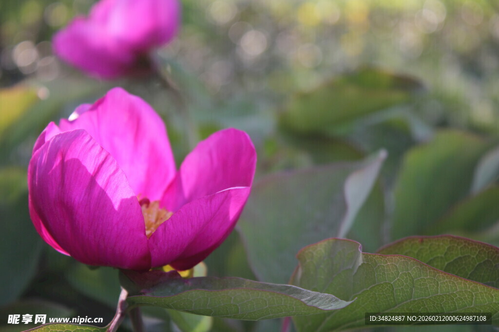 娇艳盛开的粉色荷花