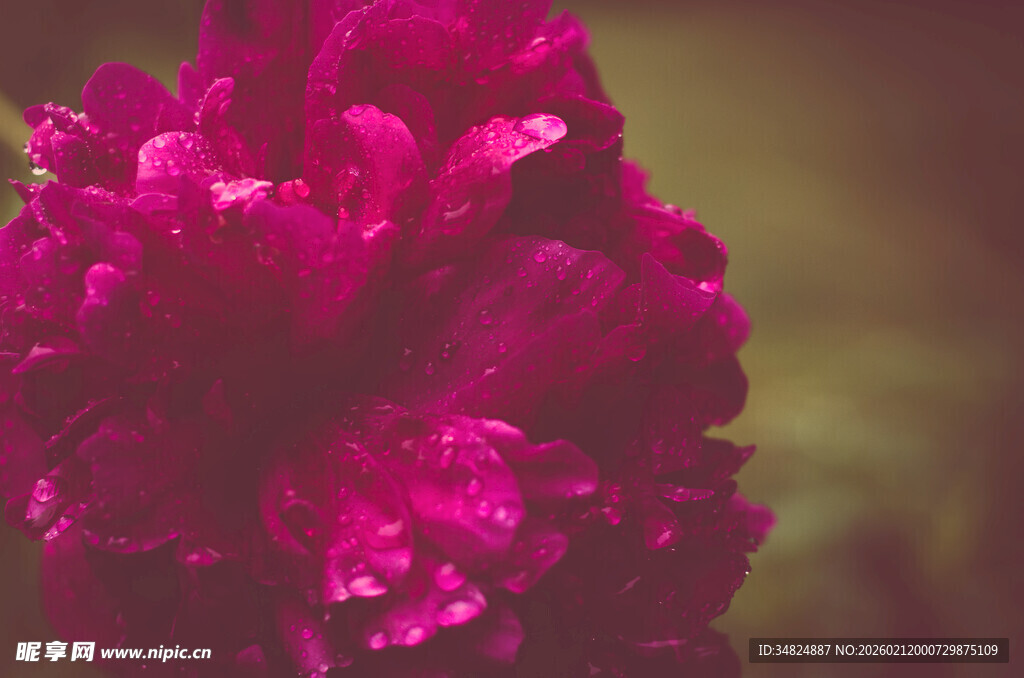 娇艳欲滴的紫红色牡丹花