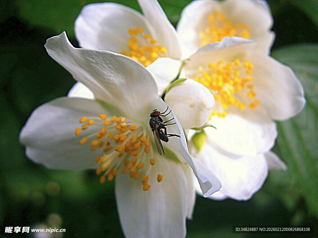 蜜蜂憩于洁白茉莉花上