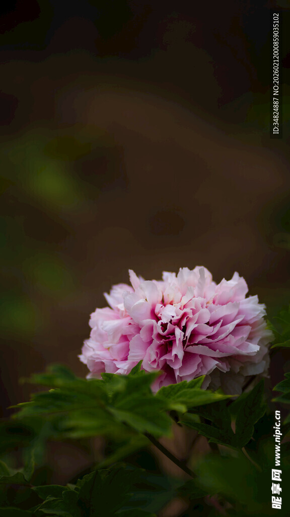 娇艳粉色牡丹花特写