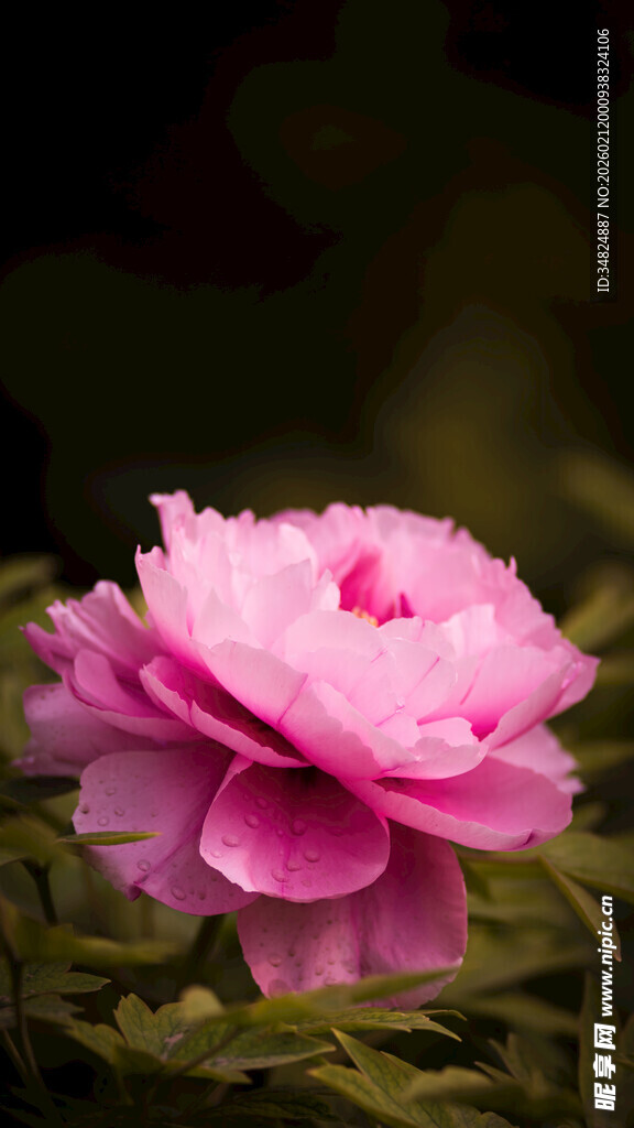 娇艳粉色牡丹花绽放