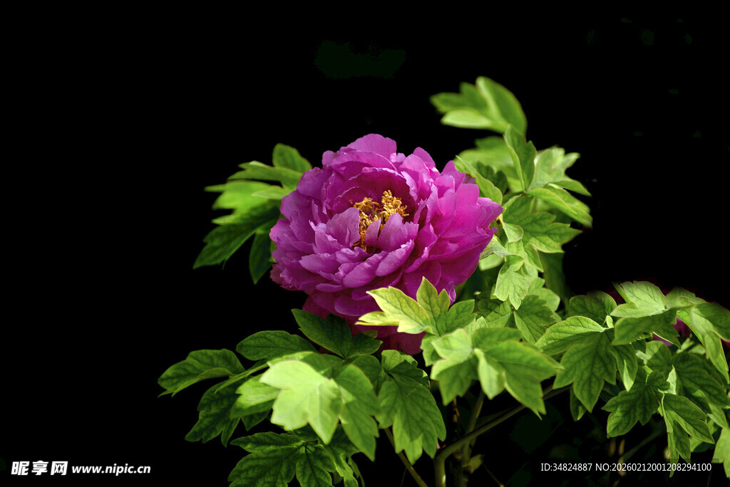 娇艳紫牡丹绽放