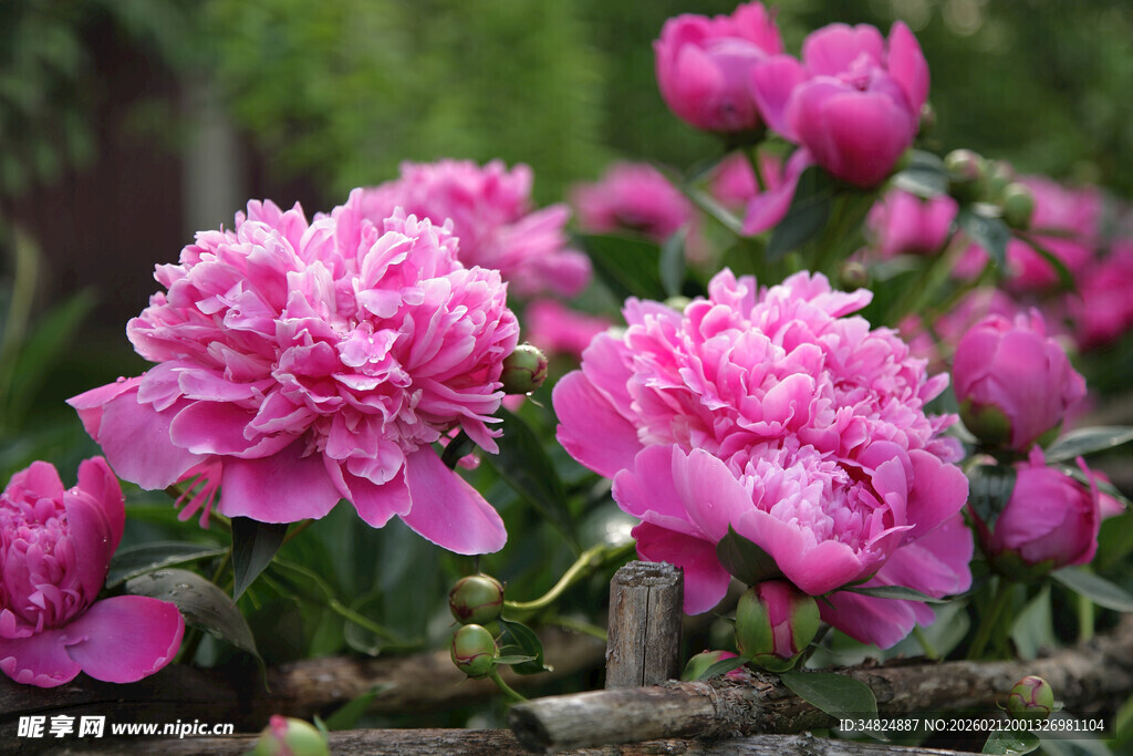 娇艳粉色牡丹花绽放