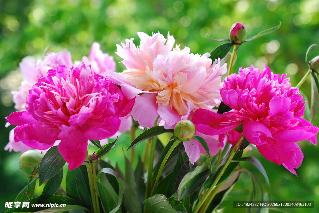 娇艳盛开的多彩芍药花