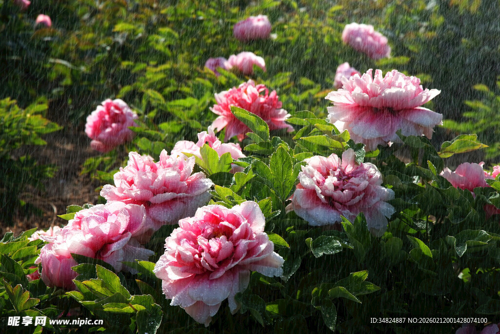 盛开的粉色牡丹花