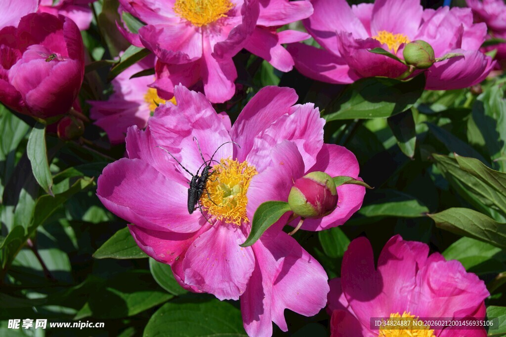 娇艳盛开的粉色芍药花