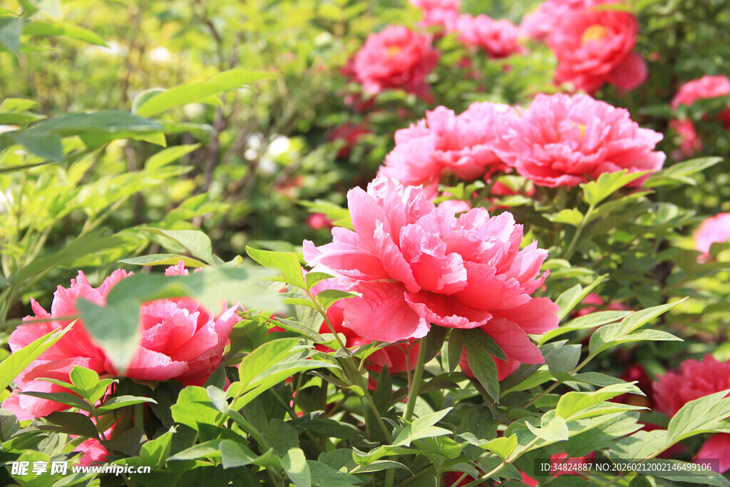 娇艳盛开的粉色牡丹花