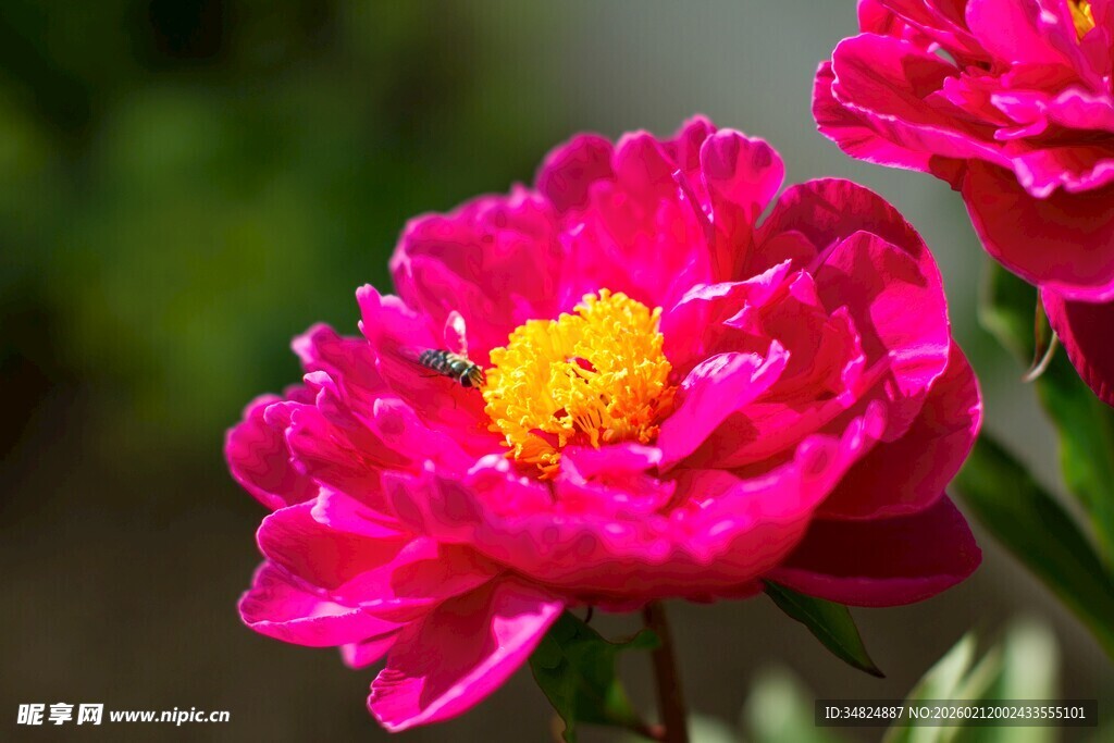 艳丽芍药花绽放
