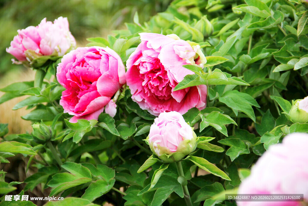 娇艳盛开的美丽牡丹花