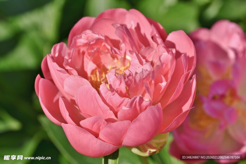 娇艳粉色牡丹花绽放