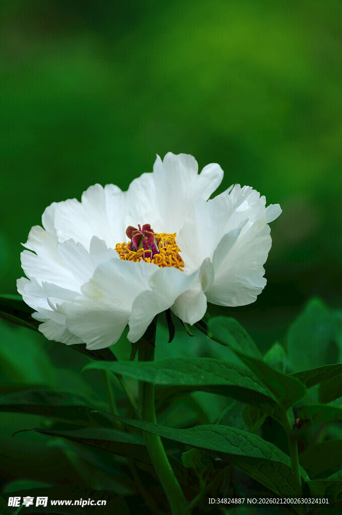 洁白牡丹绽放绿意间