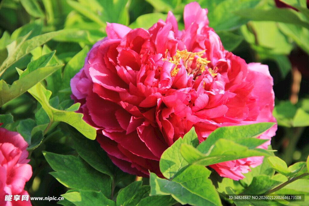 娇艳盛开的红牡丹